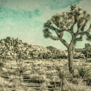 Desert Bouncer by Diane Lamboley