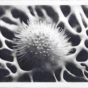 Out of Nature by Karen Fiorito