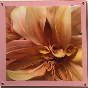 Dahlia by Rhonda Burton