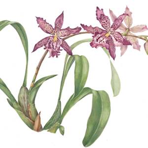 Orchids by Sally Jacobs