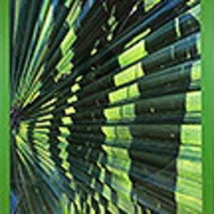 Palm Fronds & Shadow by Rhonda Burton