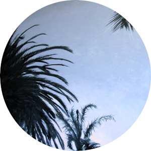 Palms at Dusk by Victoria Loschuk