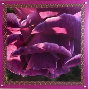 Purple Rose by Rhonda Burton