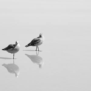 A Fine Pair by Eric Renard