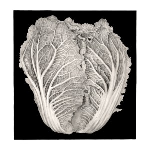 Savoy Cabbage by Sally Jacobs
