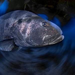 King of the Kelp by Explorers Photography
