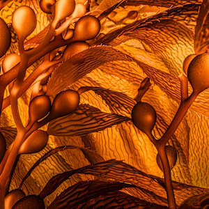 Gold Rush by Explorers Photography