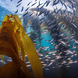 Rhythm of the Forest by Explorers Photography