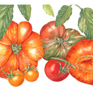 Tomato Variety by Sally Jacobs