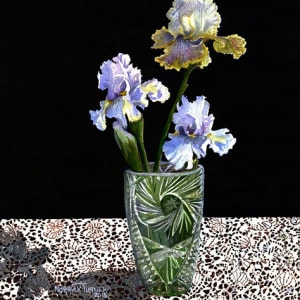 Iris and old ace by Cindy Norrick Turner, Image 1.