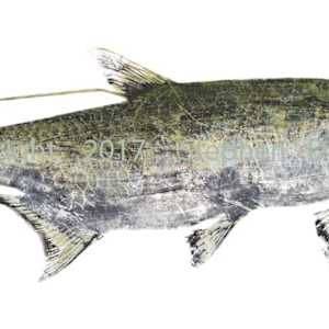 Chokusetsu-ho Atlantic Tarpon (Giclee’) by Stephen Mutsugoroh DiCerbo