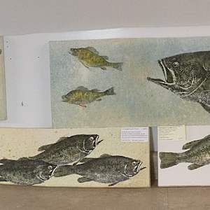 Largemouth Bass and Perch 2 (Gliclee') by Stephen Mutsugoroh DiCerbo 
