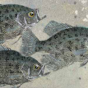 Black Crappie Trio 1 by Stephen Mutsugoroh DiCerbo, Image 1.
