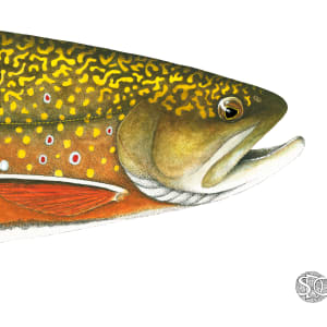 Brook Trout Head Study 1 by Stephen Mutsugoroh DiCerbo
