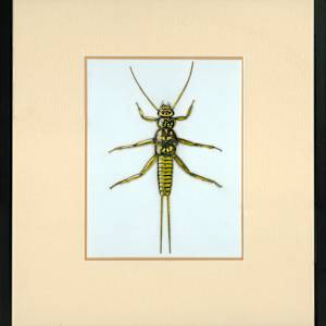 Golden Stonefly by Stephen Mutsugoroh DiCerbo, Image 1.