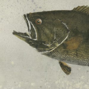 Largemouth Bass 1 by Stephen Mutsugoroh DiCerbo