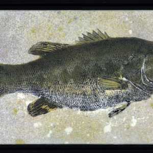 Largemouth Bass #6 by Stephen Mutsugoroh DiCerbo, Image 1.