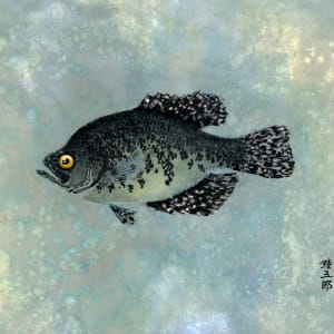 Black Crappie by Stephen Mutsugoroh DiCerbo