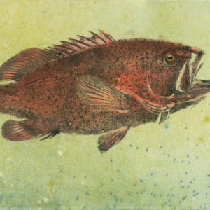 Pacific Strawberry Grouper 1 by Stephen Mutsugoroh DiCerbo