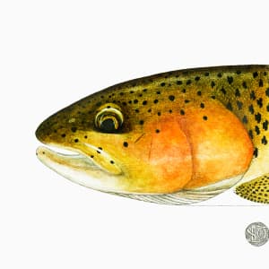 Rainbow Trout Head Study 1 by Stephen Mutsugoroh DiCerbo