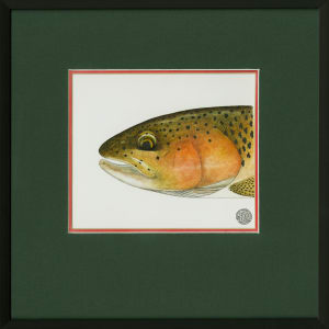 Rainbow Trout Head Study 1 by Stephen Mutsugoroh DiCerbo  Image: Rainbow Trout Head Study 1 framed