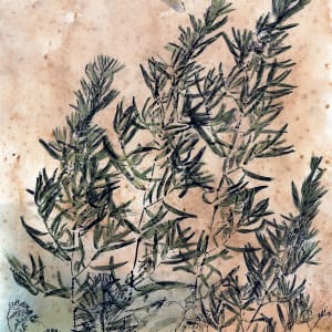 Swamp Darner 2 -Tarragon by Stephen Mutsugoroh DiCerbo