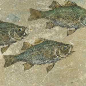 White Perch Trio 1 (Giclee') #3/50 by Stephen Mutsugoroh DiCerbo, Image 1.
