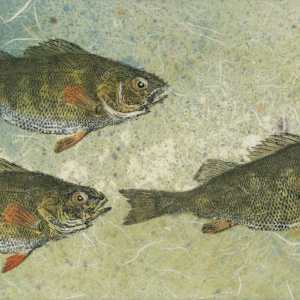 Yellow Perch Trio 1 (Giclee') #3/50 by Stephen Mutsugoroh DiCerbo, Image 1.