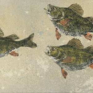 Yellow Perch Trio 3 - Fat bottom girls ( Giclee), #3/50 by Stephen Mutsugoroh DiCerbo, Image 1.