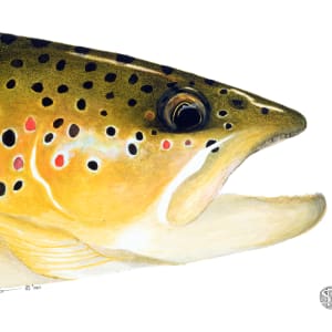 Brown Trout Head Study 1 by Stephen Mutsugoroh DiCerbo