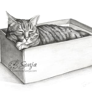 Kitty Nap in Shoebox - Pet Portrait Drawing by Sonja Petersen