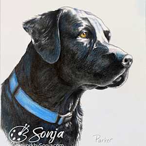 Labrador Retriever by Sonja Petersen