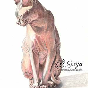 Drawing of Sphynx in Sunlight by Sonja Petersen