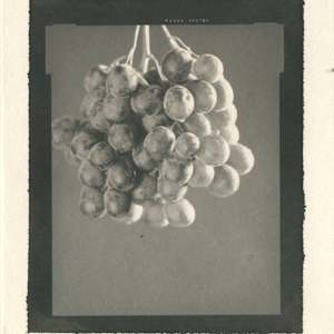 Grapes by Christopher Anderson 