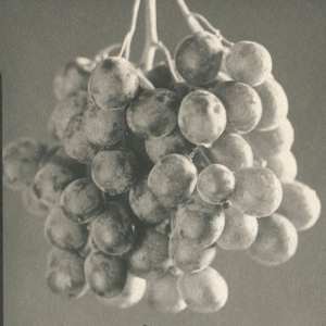 Grapes by Christopher Anderson  Image: Detail