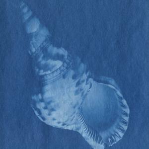 Shell by Christopher Anderson 