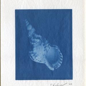 Shell by Christopher Anderson 