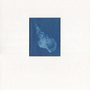 Shell by Christopher Anderson 