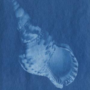 Shell by Christopher Anderson