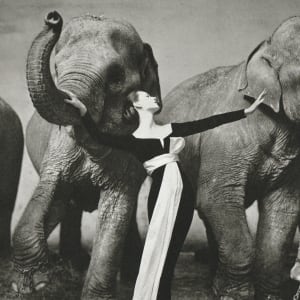 Dovima with Elephants 1955 by Richard Avedon 