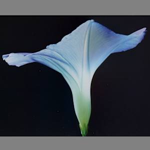 Morning Glory by John D. Callow