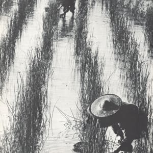 Harvest 1959 by Ching Eddie 程子然 
