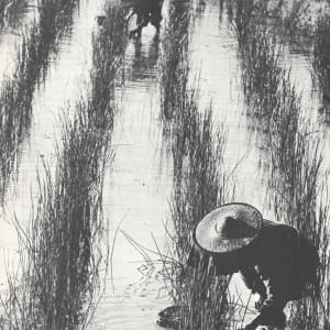 Harvest 1959 by Ching Eddie 