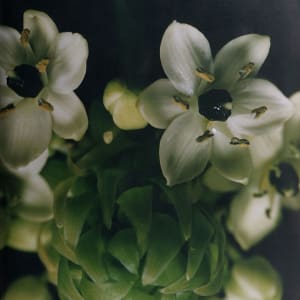 Flower Bud by Caroline Chiu