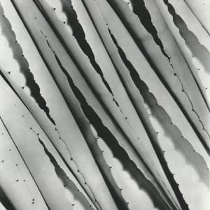 Agave 1932 by Imogen Cunningham 