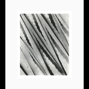 Agave 1932 by Imogen Cunningham  Image: Framed
