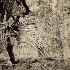 Palm Garden by Mark Eshbaugh 