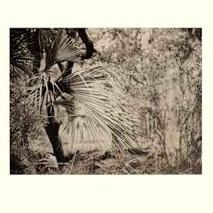 Palm Garden by Mark Eshbaugh 