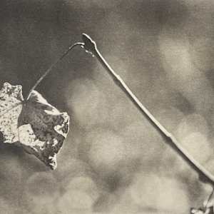 Leaf Study by Mark Eshbaugh, Image 2.