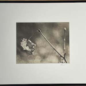 Leaf Study by Mark Eshbaugh, Image 4.